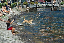 湖,狗,夏季