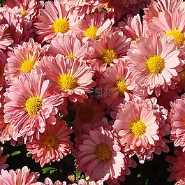 雛菊,花,開花