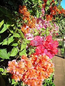 葉子花,鮮花,顏色