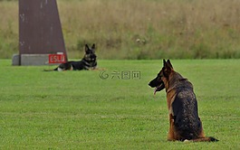德国牧羊犬,狗,守纪