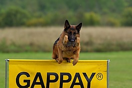 德國牧羊犬,狗,競爭