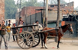 人類(lèi),馬車(chē),印度