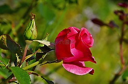 玫瑰,花,紅色
