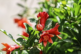 石榴,開花,水果