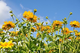 花,黃色,綠色
