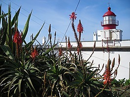 燈塔,馬德拉,西海岸