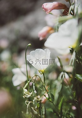 白,花瓣,鮮花