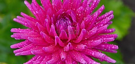 花,粉紅色,夏天