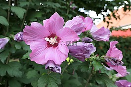 花,紫,關(guān)閉