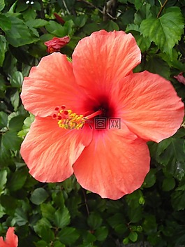 芙蓉,開花,橙