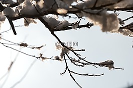 北京,春天,花
