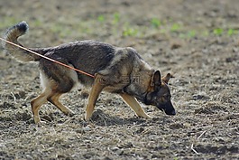 德國牧羊犬,狗,跟蹤