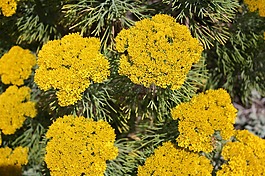 南非,花,廠
