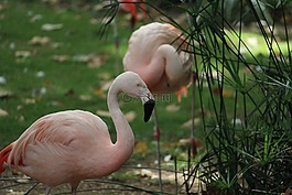 火烈鳥(niǎo),野生動(dòng)物,粉紅色