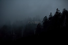黑暗,森林,树