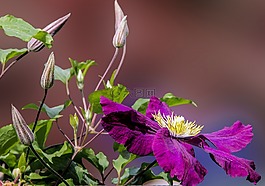 花,開(kāi)花,鐵線蓮