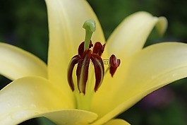 開花,黃色,花