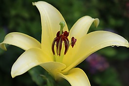 開花,黃色,花