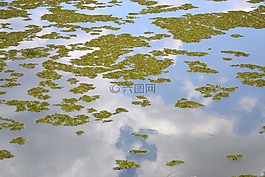 湖,反思,葉子