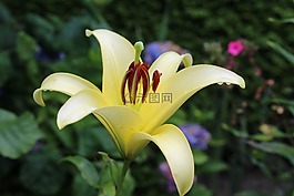 開花,黃色,花