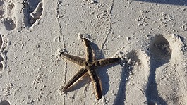 海星,海洋,海