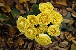 玫瑰,鮮花,花束