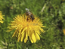 蜜蜂,昆蟲,花蜜