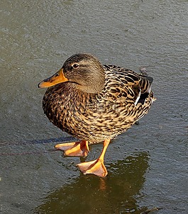 鴨,女性,冰