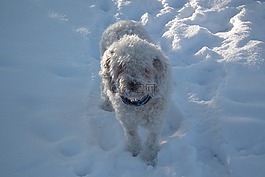 水犬,冬天,西班牙語