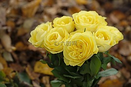 玫瑰,鮮花,花束