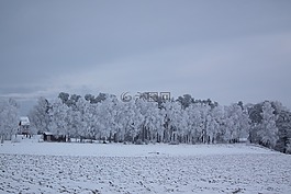 冬天,樹(shù),性質(zhì)