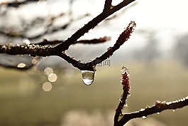 滴,露水,露珠