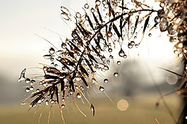 滴,露水,露珠