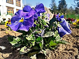 花,植物區(qū)系,花園