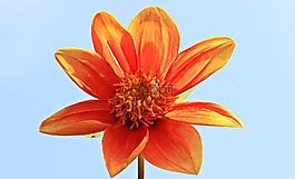 嬌琴紗,花,開花