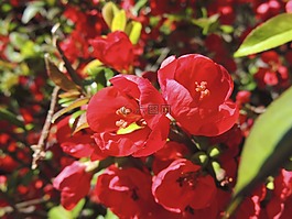 開花,關于,紅色