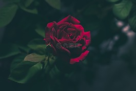 紅色,玫瑰,花