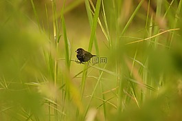 鳥,亞美尼亞,金迪奧