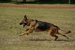 德國(guó)牧羊犬,狗,運(yùn)行
