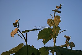 叶子,年轻,波瓣