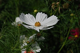 花,白,宇宙