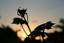 葉子,波瓣,藤