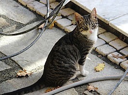 貓咪,動物,苗族