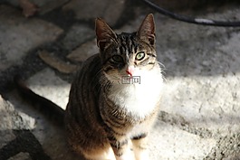 貓咪,動物,動物醫(yī)院