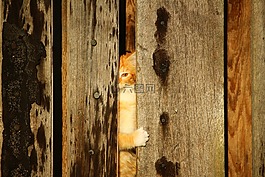 猫,小猫,木墙