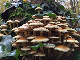蘑菇,秋季,森林