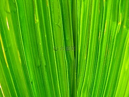 草,葉子,綠色