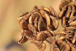 種子,干,性質(zhì)