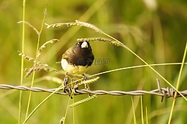 鳥,亞美尼亞,金迪奧