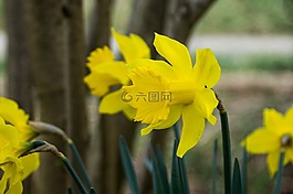 花,黄水仙,春天